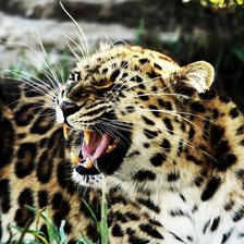 Схема вышивки «Леопард»