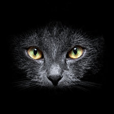 Схема вышивки «Кошка»