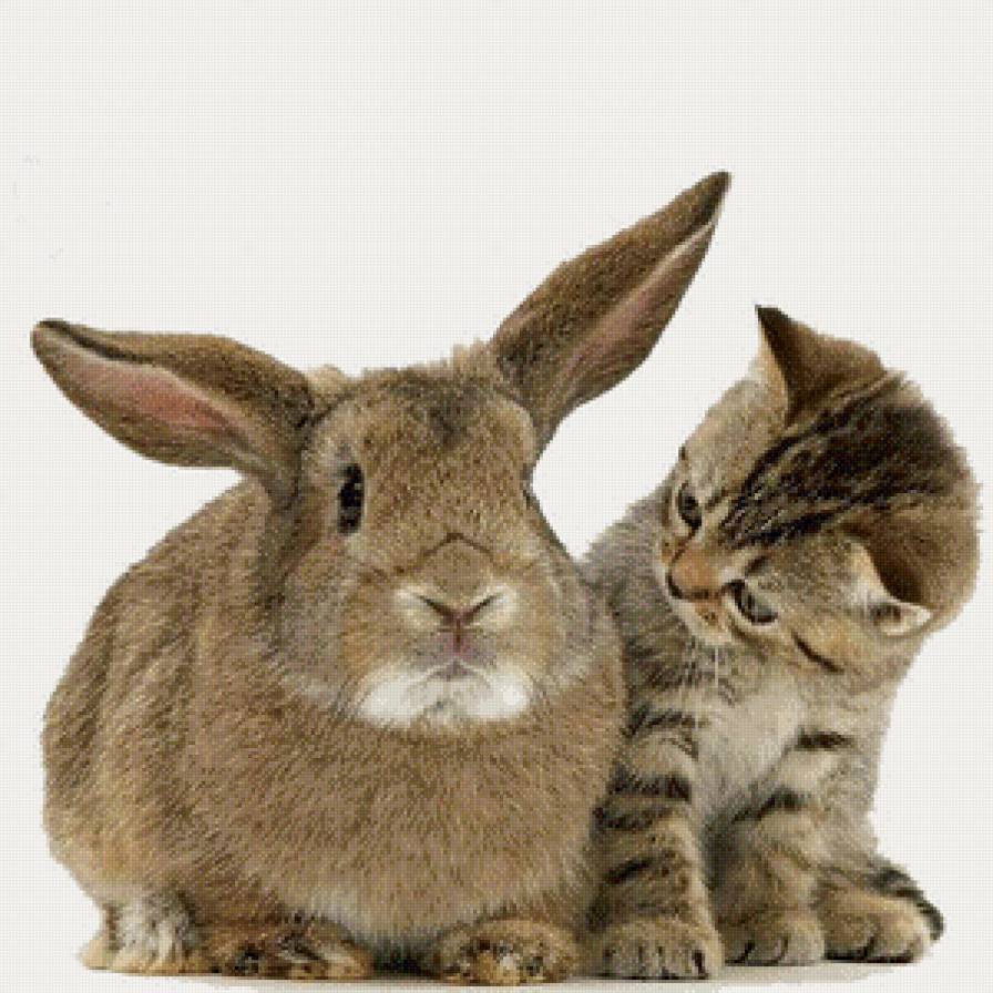 Кто это тут такой ушастый? - зайчик, коты, животные - предпросмотр