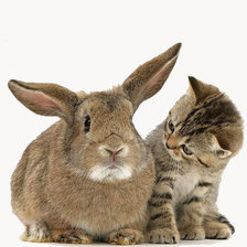 Схема вышивки «Кто это тут такой ушастый?»