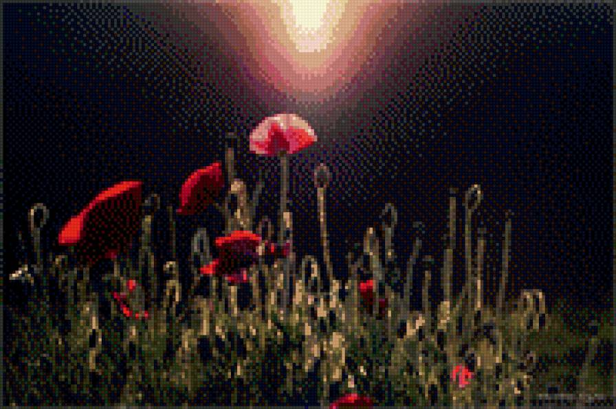 маки на чёрном - предпросмотр