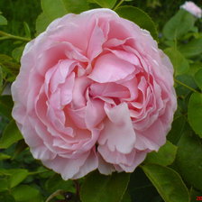 Схема вышивки «Роза»