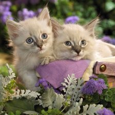 Схема вышивки «№638919»