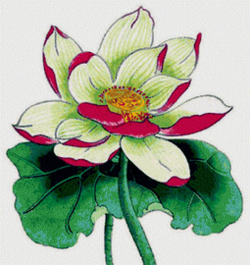 Лотос - азия, восток, цветы - предпросмотр