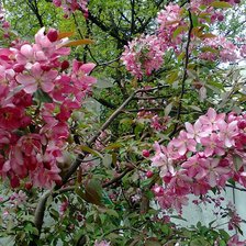 Схема вышивки «Сакура»