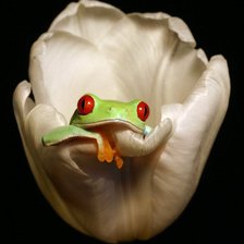 Схема вышивки «Лягушка»