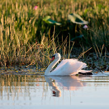 Схема вышивки «серия "птицы"»