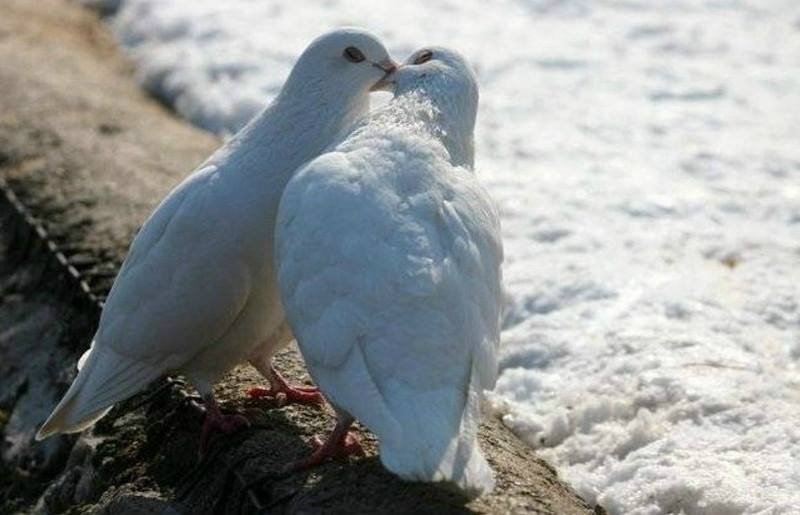 серия "птицы" - птицы.голуби - оригинал