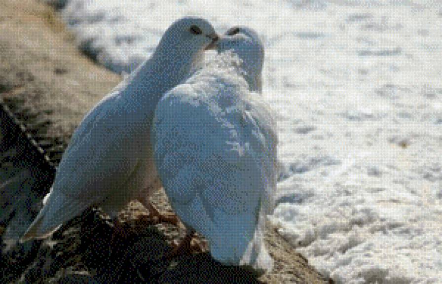 серия "птицы" - птицы.голуби - предпросмотр