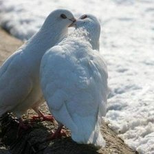 Схема вышивки «серия "птицы"»