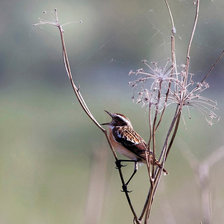 Схема вышивки «серия "птицы"»