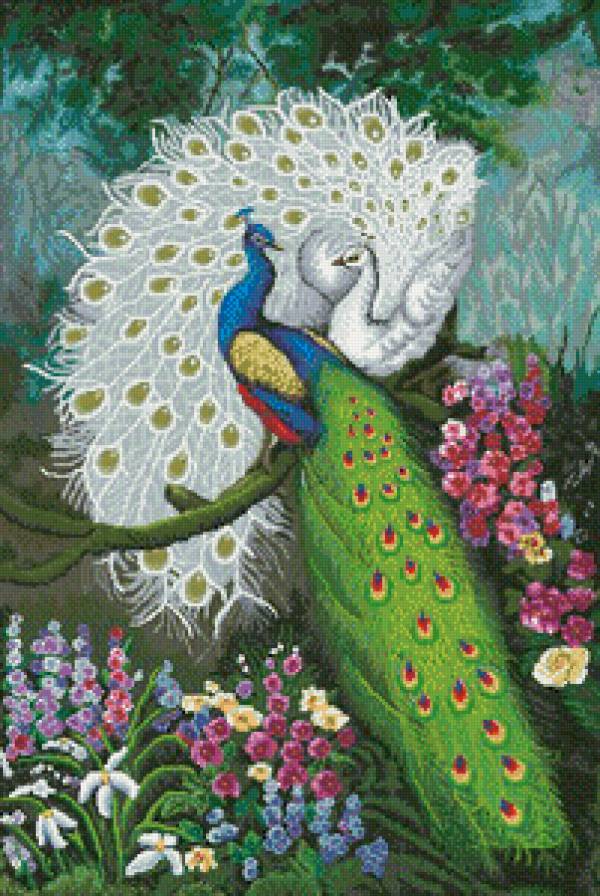 серия "птицы" - птицы.павлины - предпросмотр