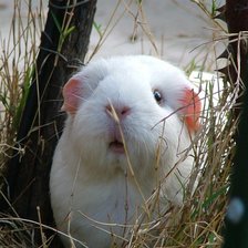 Схема вышивки «морская свинка»