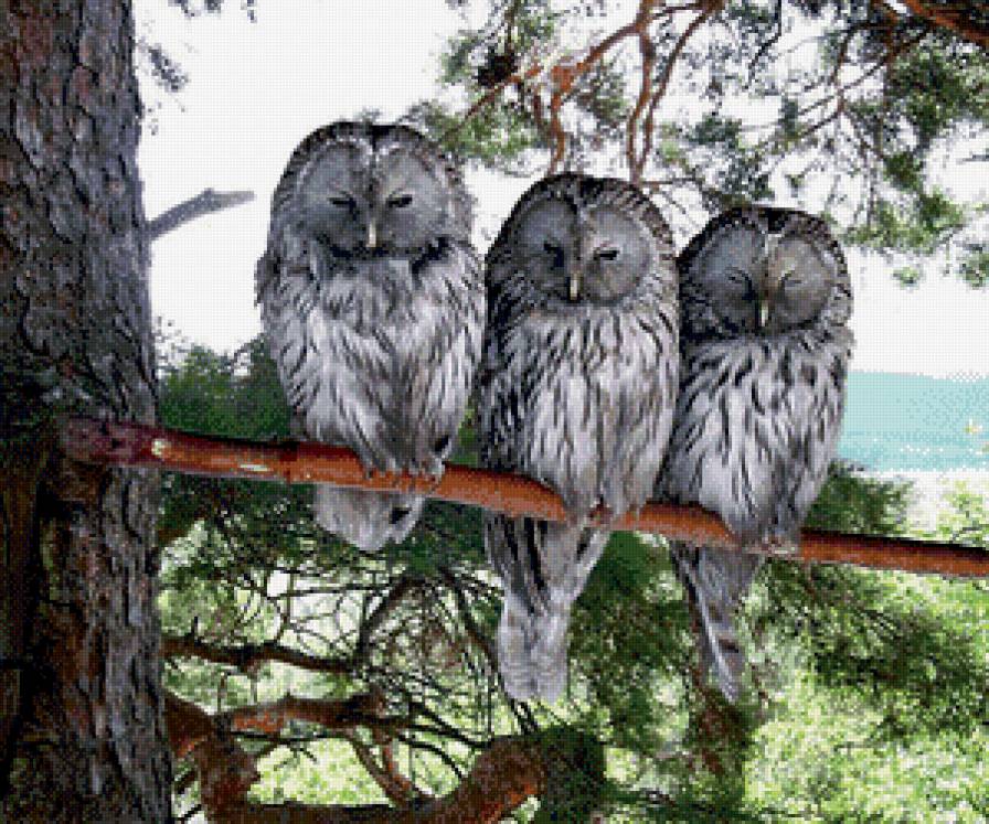 Три кумушки - предпросмотр