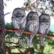 Схема вышивки «Три кумушки»