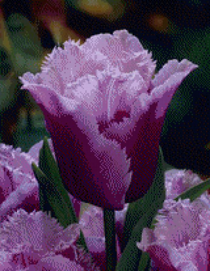 тюльпаны - цветы - предпросмотр