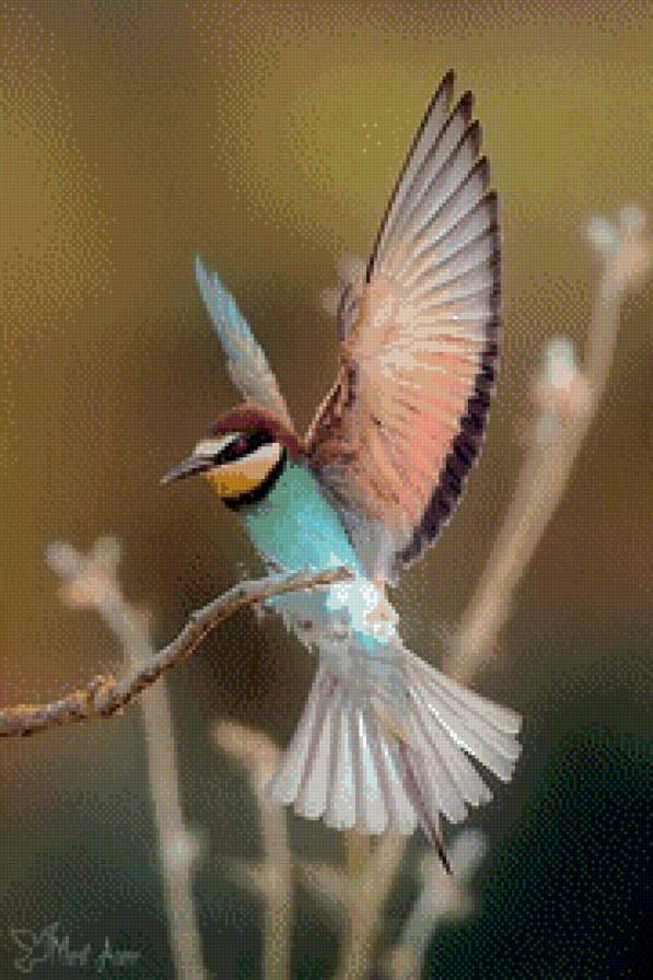 птица - птицы - предпросмотр