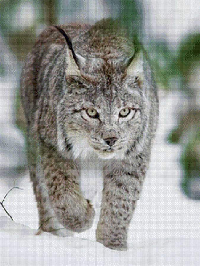 рысь - животные - предпросмотр