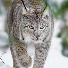 Схема вышивки «рысь»