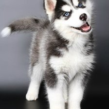 Схема вышивки «собачка»