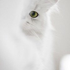 Схема вышивки «котик»