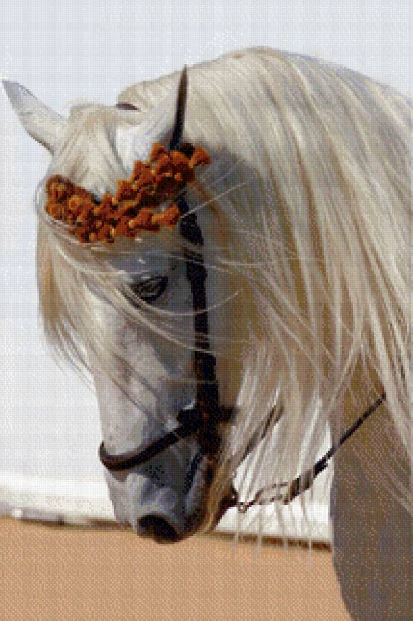 красотка - животные - предпросмотр