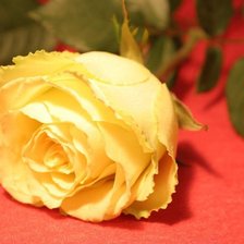 Схема вышивки «желтое волшебство»