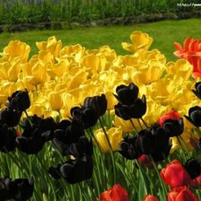 Схема вышивки «тюльпановое ассорти»