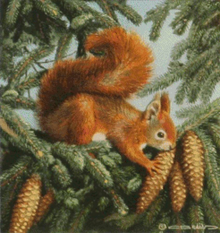 белочка - животные - предпросмотр