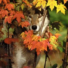 Схема вышивки «волк»