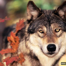 Схема вышивки «волк»