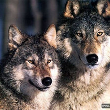 Схема вышивки «волки»