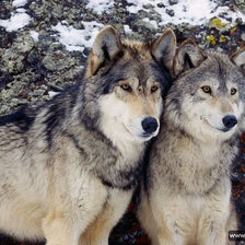 Схема вышивки «волки»