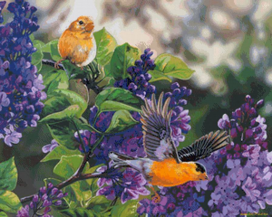 Серия птицы - природа, птицы - предпросмотр