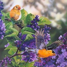 Серия птицы