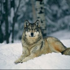 Схема вышивки «серия "волки"»