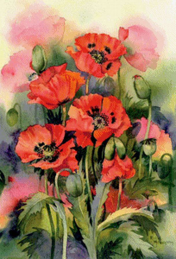 маки - акварель, цветы, живопись, мак - предпросмотр