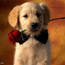 Схема вышивки «прелестный щенок»