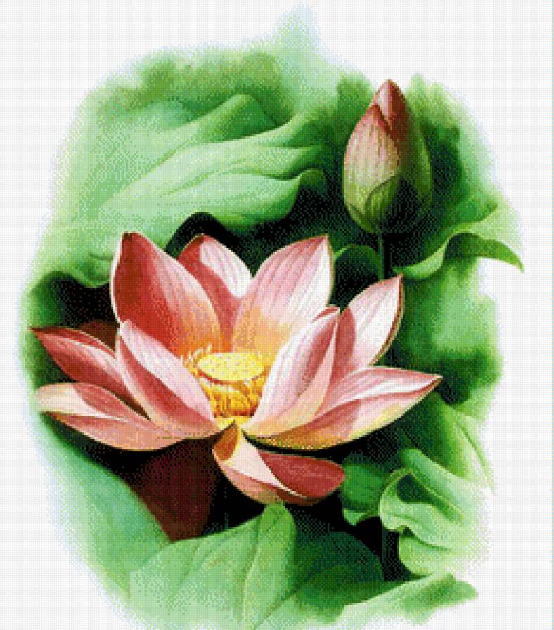 лотос - цветы - предпросмотр