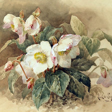 Схема вышивки «белые цветы»