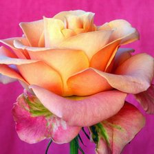 Схема вышивки «чайная роза»