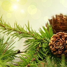 Схема вышивки «Шишки»