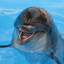 Схема вышивки «дельфины»