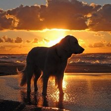 Схема вышивки «собаки»