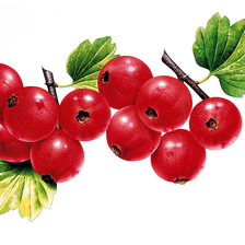 Схема вышивки «смородина»