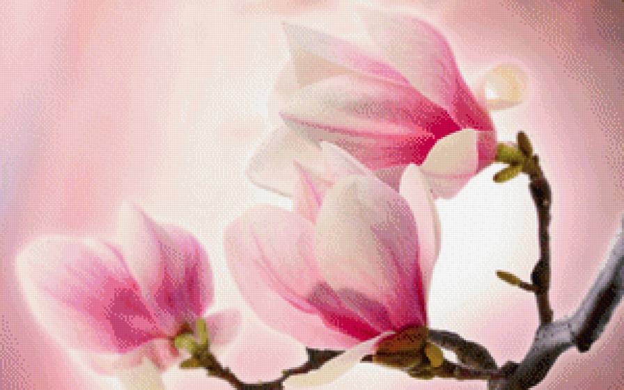 ветка магнолии - магнолия, ветка, восток, нажность, весна - предпросмотр