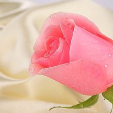 Схема вышивки «роза на шелке»