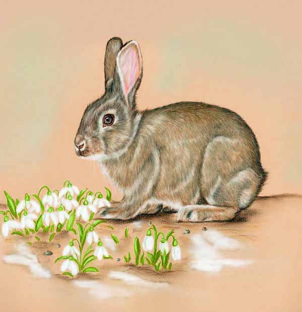Зайчик - животные, цветы - оригинал