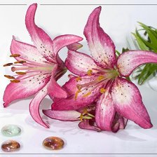 Схема вышивки «Лилии»