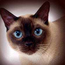 Схема вышивки «сиам»